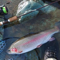 朝は好調、その後は… ～天竜川ルアーフライ専用区～